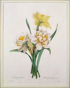 Narcissus gouani (Doppelte Narzisse), graviert von Bessin, aus 